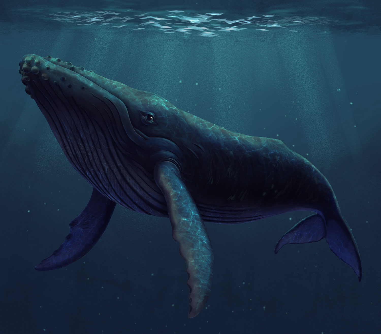 scientific illustration of a humpback whale.
